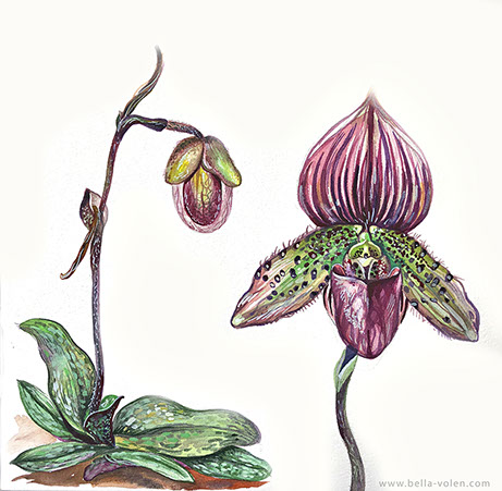 botanic illustration orchid / botanische illustration orchidee