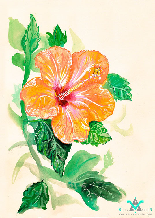 flower illustration flower illustration